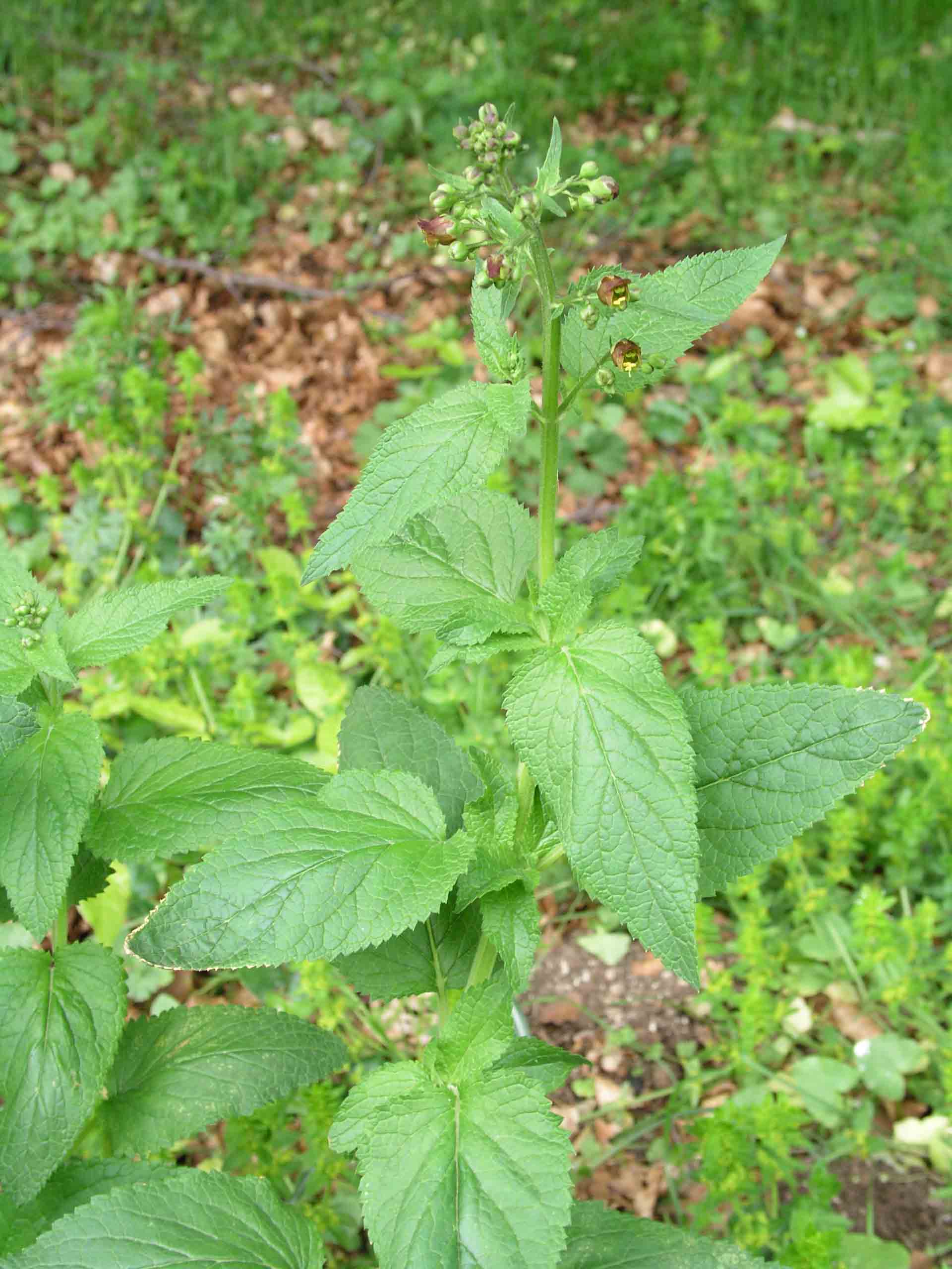 Scrophularia auriculata / Scrofularia acquatica